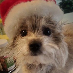 Meet your Posher, Faye